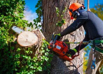 Why Regular Tree Maintenance is Crucial for Your Home: Expert Insights from All In Tree Services