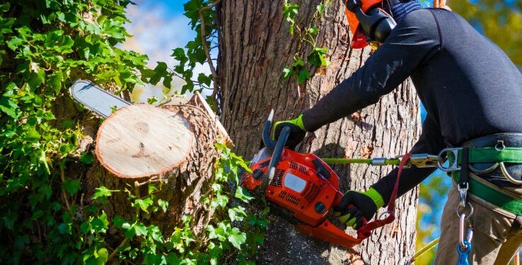 Why Regular Tree Maintenance is Crucial for Your Home: Expert Insights from All In Tree Services