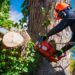 Why Regular Tree Maintenance is Crucial for Your Home: Expert Insights from All In Tree Services